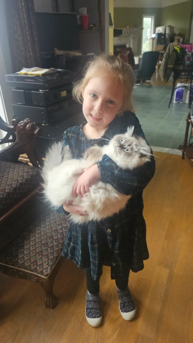 A child holding one of our grown Himalayan cats at home