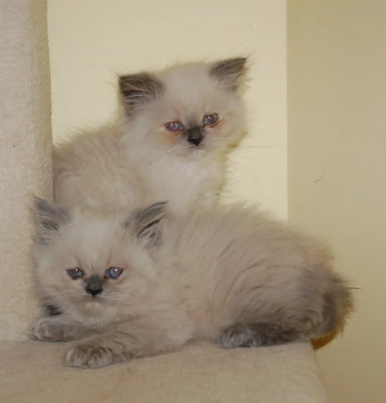Two blue point Himalayan kittens hand raised in our home in Waterford, Virginia
