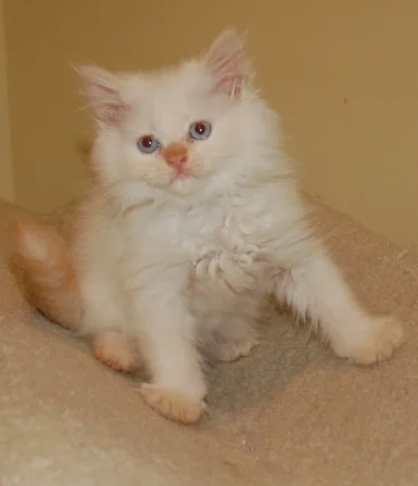 A cream point Himalayan kitten on its cat tree