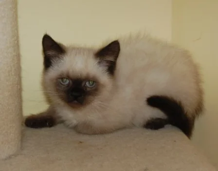 A seal point Himalayan kitten resting
