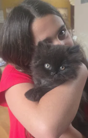 A black Persian kitten being carried by one of the family