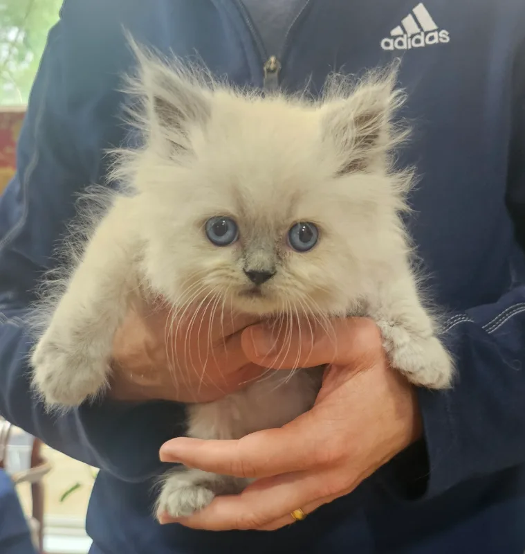 A blue point Himalayan kitten held in one hand