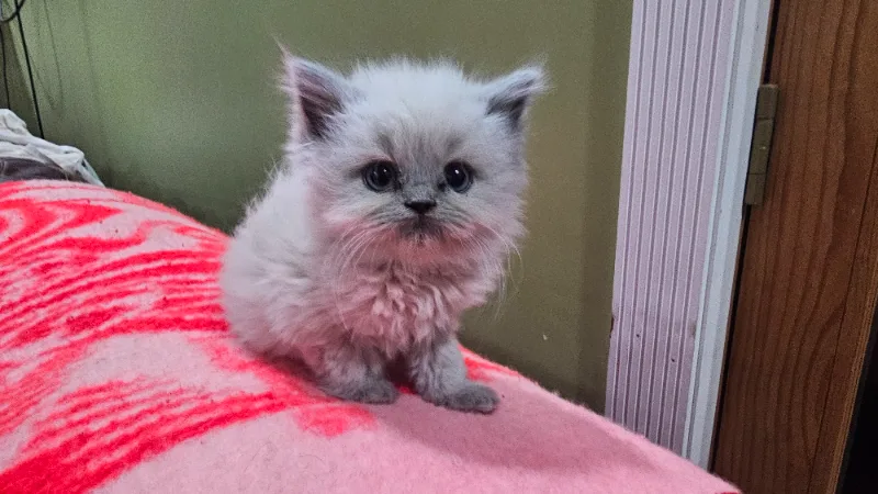 A blue point Himalayan kitten sitting on a blanket