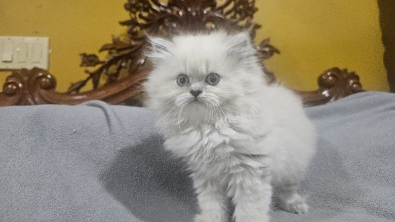 A silver point Himalayan kitten with blue eyes