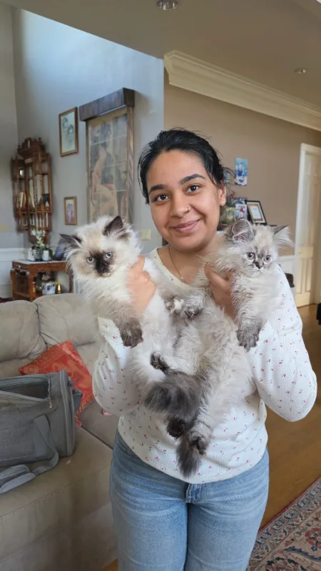 Two grown Himalayan cats held by a member of the family