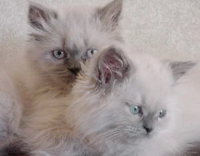 Two blue point Himalayan kittens close up