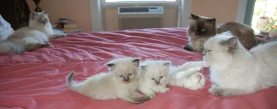 A litter of Himalayan kittens with their mothers at home