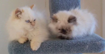 Himalayan kittens playing on the cat tree