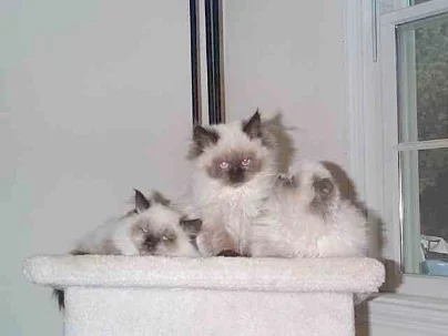 Three seal point Himalayan kittens on a cat tree